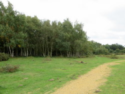 Oct 2013: 8B birch copse